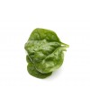 Baby Spinach