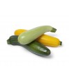 Baby Zucchini
