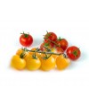 Baby Cerry Tomatoes