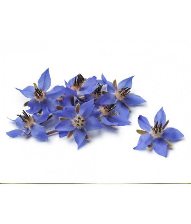 Borage Herb