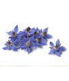 Borage Herb