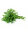 Fennel