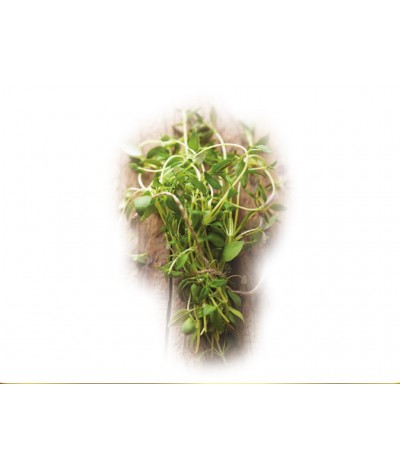 Fresh Thyme Zahter
