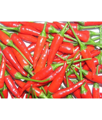 Ornamental Peppers