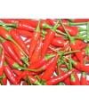 Ornamental Peppers