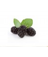 Black Mulberry