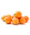 Kumquat