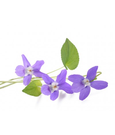 Purple Viola