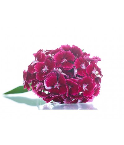 Mini Carnations