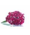Mini Carnations