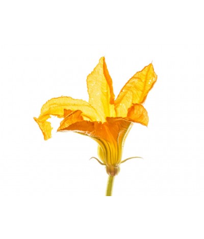 Zucchini Flowers