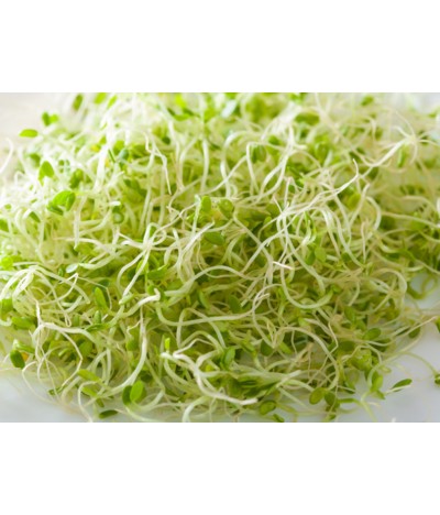 Alfalfa Sprouts