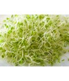 Alfalfa Sprouts