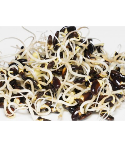 Lentil Sprouts