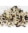 Lentil Sprouts