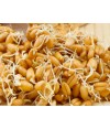 Wheat Sprouts