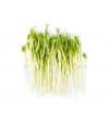 Pea Sprouts