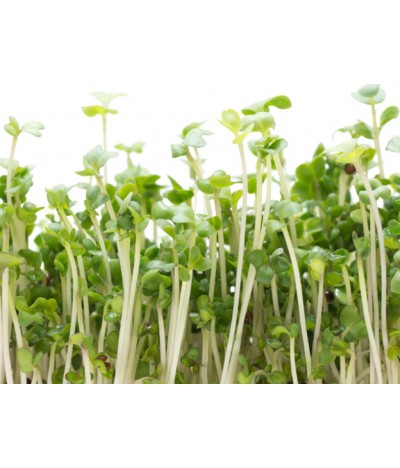Broccoli Sprouts