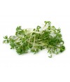 Cress Sprouts