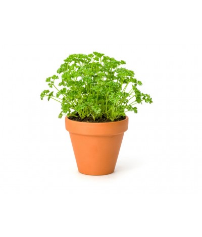 Parsley Sprouts
