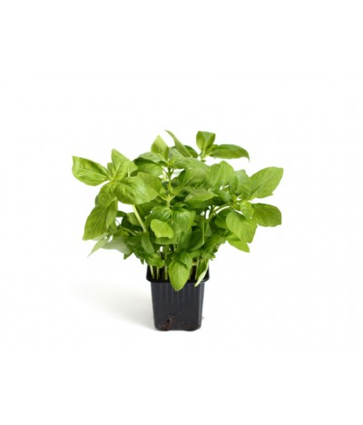 Basil Sprouts