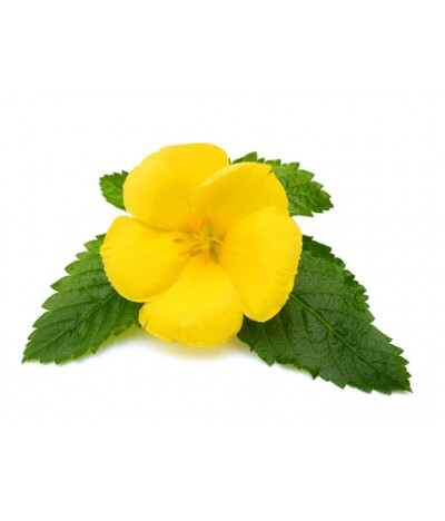 Yellow Sage