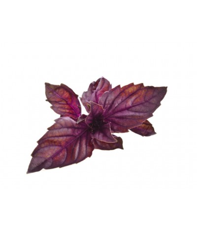 Kırmızı Fesleğen