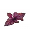 Red Basil