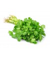 Coriander